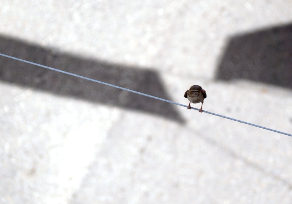 El equilibrista