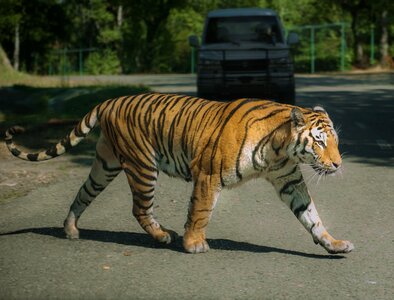 Road animal predator