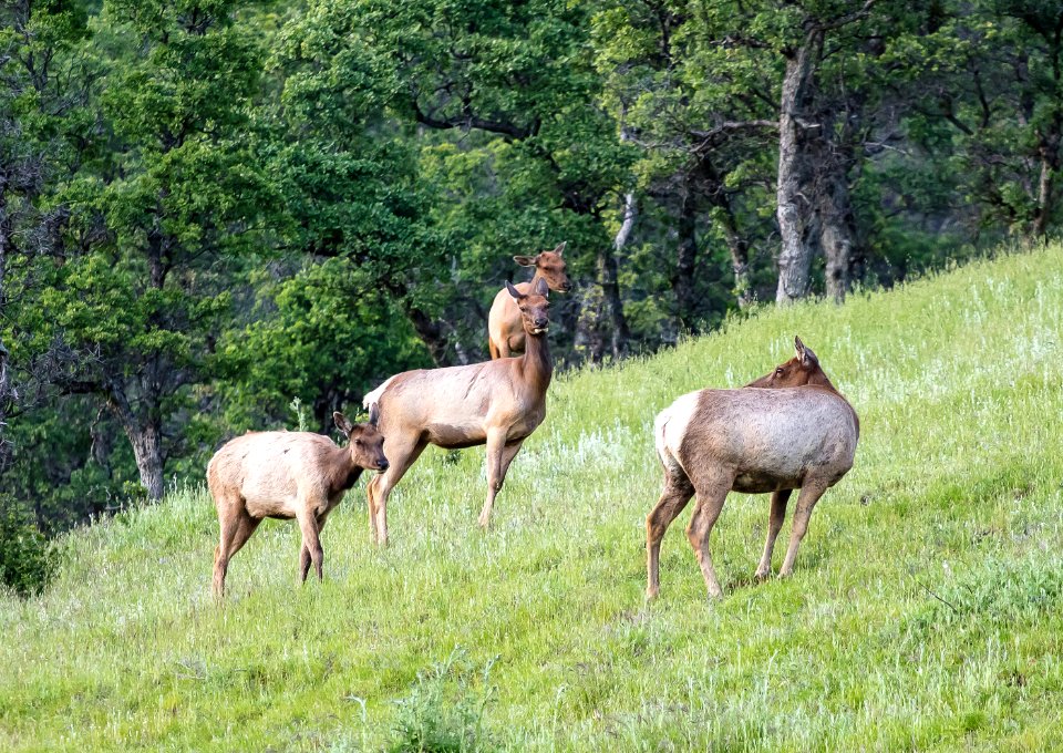 Tule Elk at Berryessa Snow Mountain National Monument