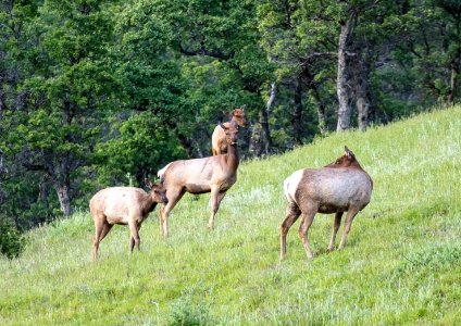 Tule Elk at Berryessa Snow Mountain National Monument photo