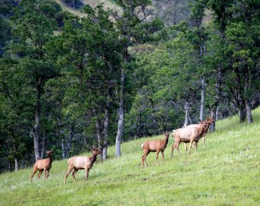 Tule Elk at Berryessa Snow Mountain National Monument photo