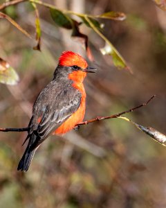 Vermilion Flycatcher male St Marks NWR