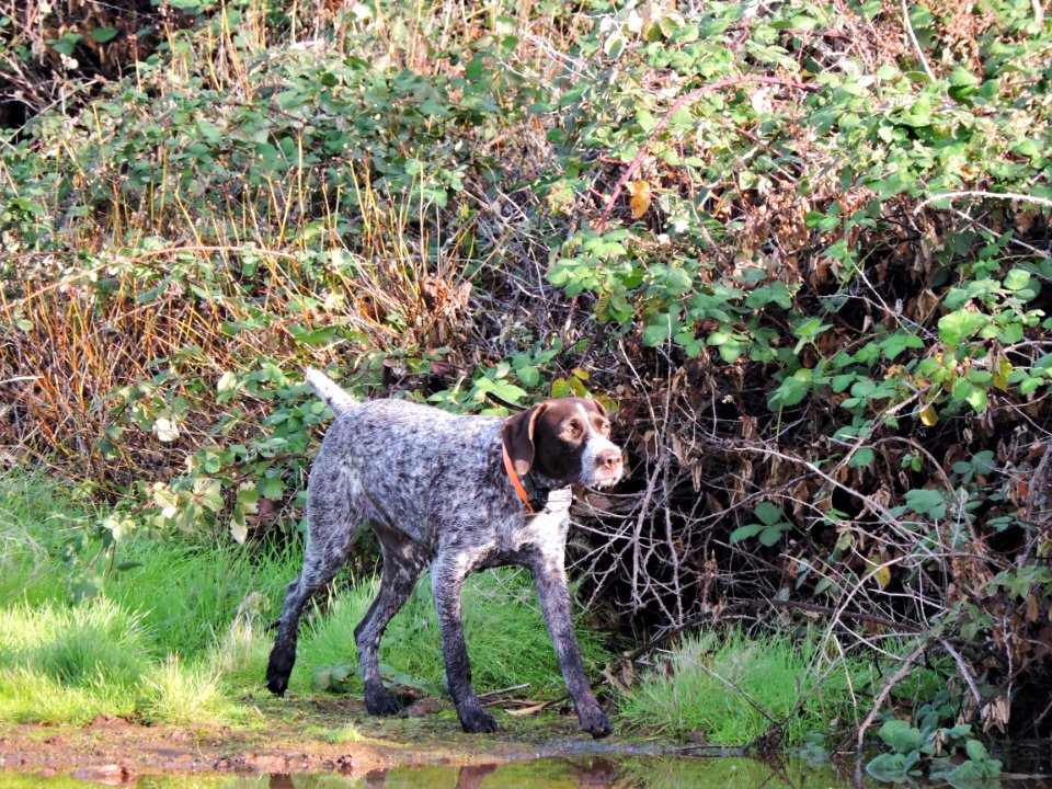 A Hunting Tradition, the Sacramento River Bend Annual Pheasant Hunt