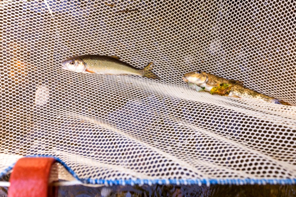 Chesapeake logperch surveying