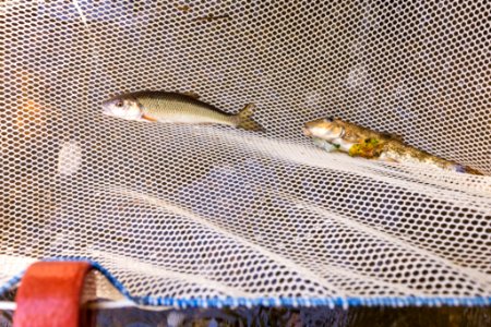 Chesapeake logperch surveying