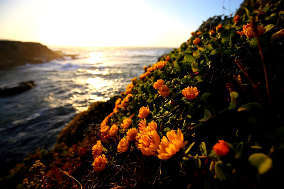Point Arena-Stornetta unit of the California Coastal National Monument
