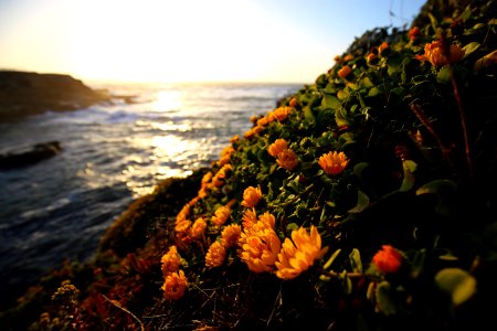 Point Arena-Stornetta unit of the California Coastal National Monument