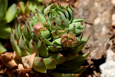 Succulent Growth photo