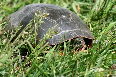 Wildlife tortoise nature
