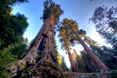Case Mountain Giant Sequoias