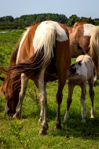 Chincoteague National Wildlife Refuge