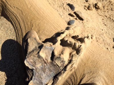 5M year old barnicles in the Superstition Mountains in the El Centro Field Office