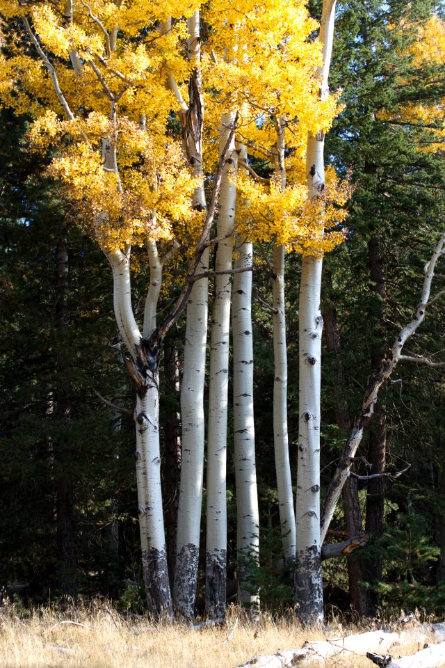 The Story of the 6 Aspen Siblings...