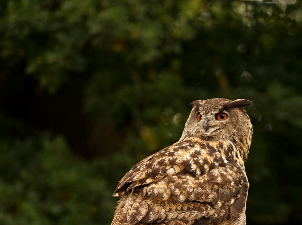 Feather lighted eyes plumage