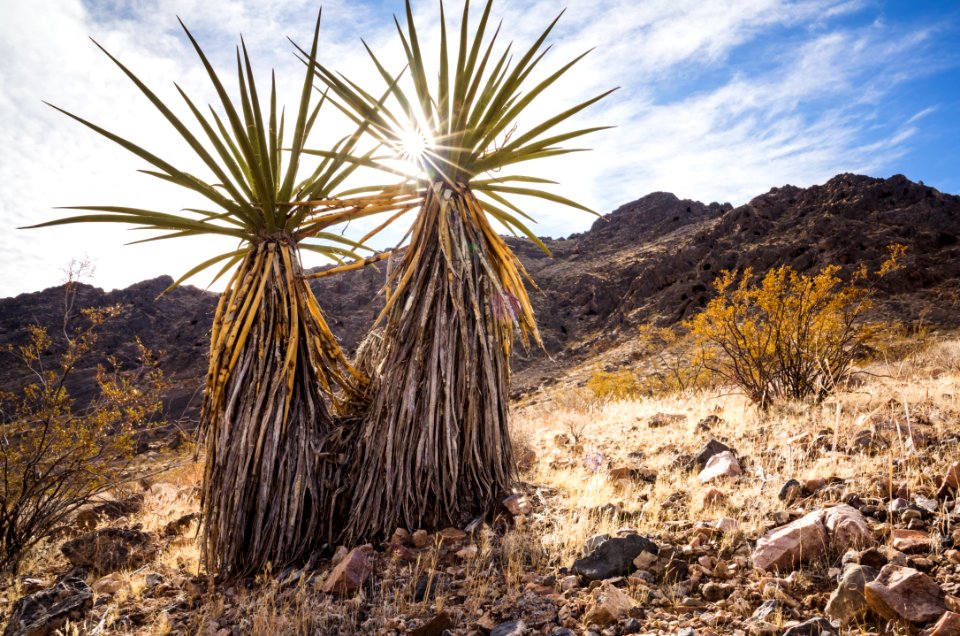 South Nopah Wilderness