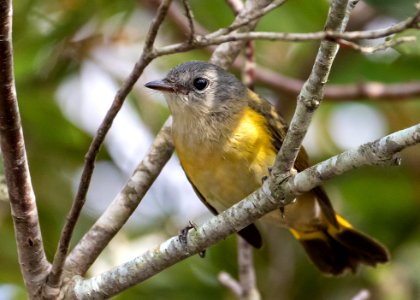 American Redstart Back Bay NWR photo