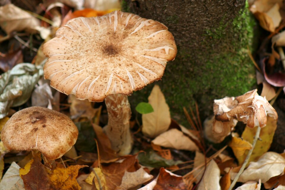 Woodland fungus macro