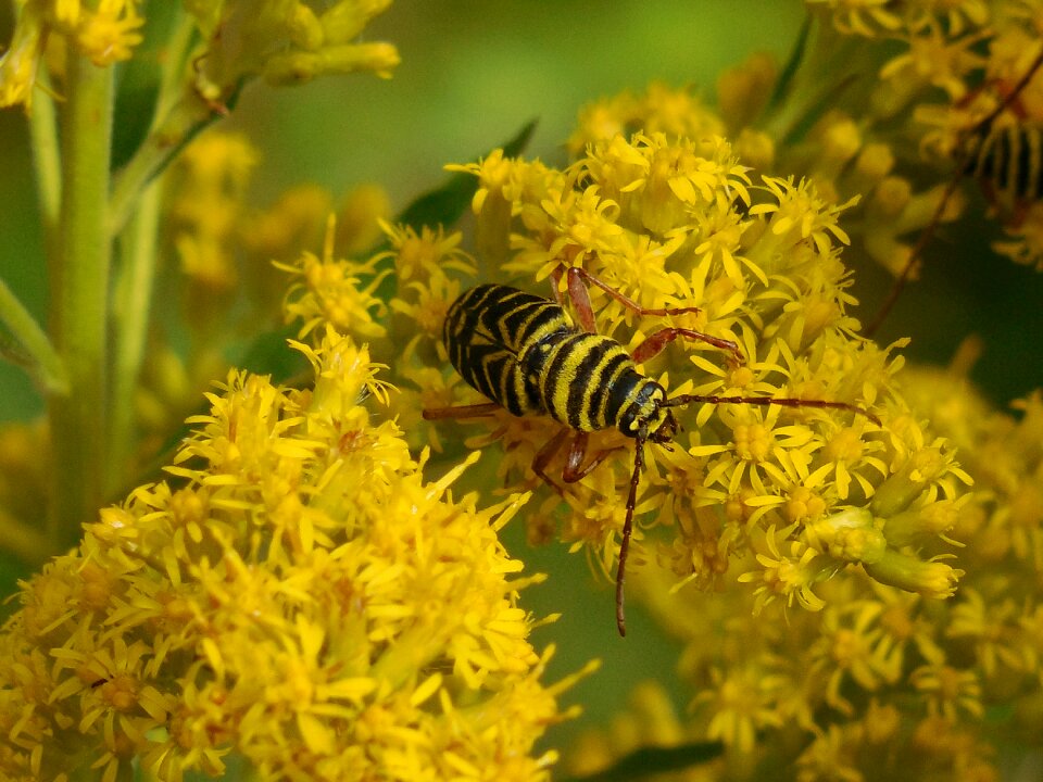 Nature animal wildlife