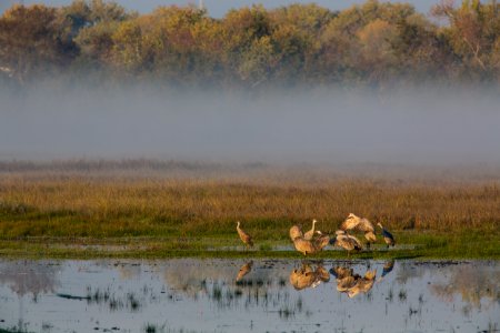 Cosumnes River Preserve