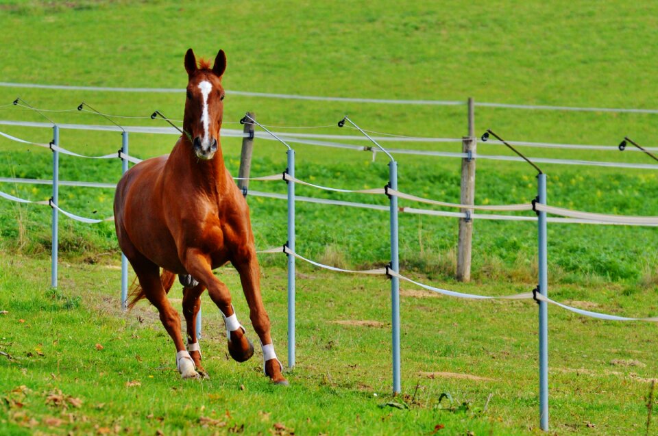 Reiterhof brown coupling