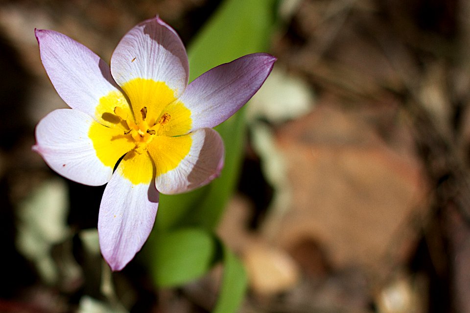 Wild Tulips Popped Open