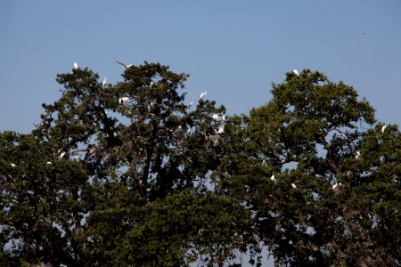 Rookery photo