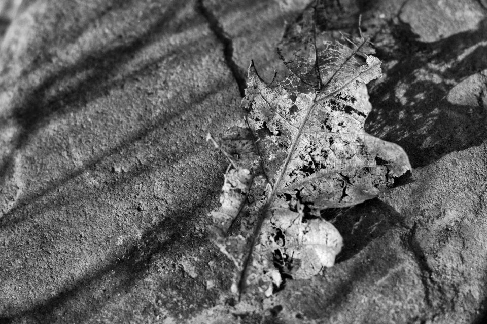 Leaf / Rock Equivalence