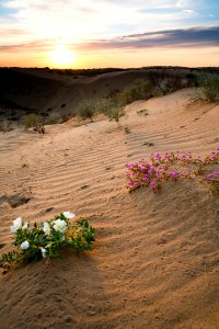 North Algodones Dunes Wilderness
