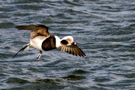 Long-tailed Duck coming in for a landing photo