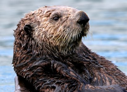 Sea Otter photo