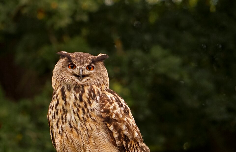 Lighted eyes raptor bird of prey photo