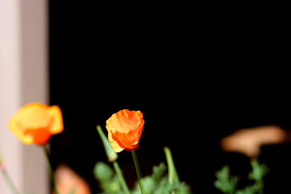 Now There Are Two Poppies...
