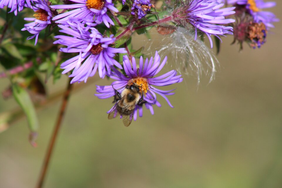 Insect nature spring