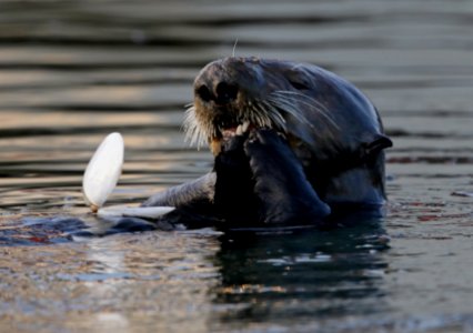 Sea Otter photo