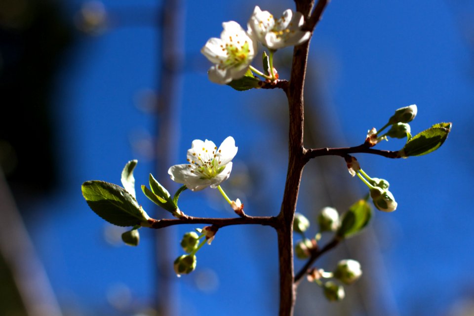 Peak Plum Tree Flowers