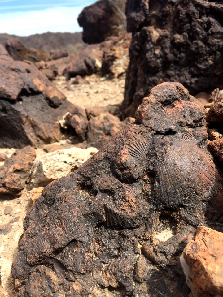 WINNER: Coyote Mountain Fossil Site Area of Critical Environmental Concern in the El Centro Field Office