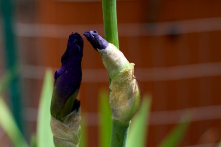 Irises Whispering The Truth
