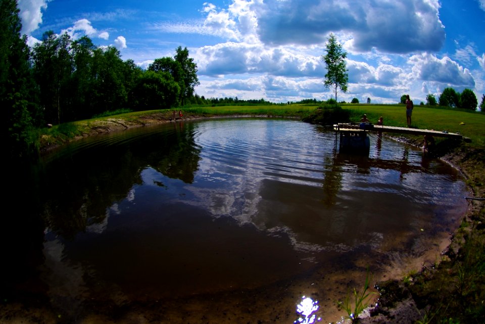pond full of frogspawns