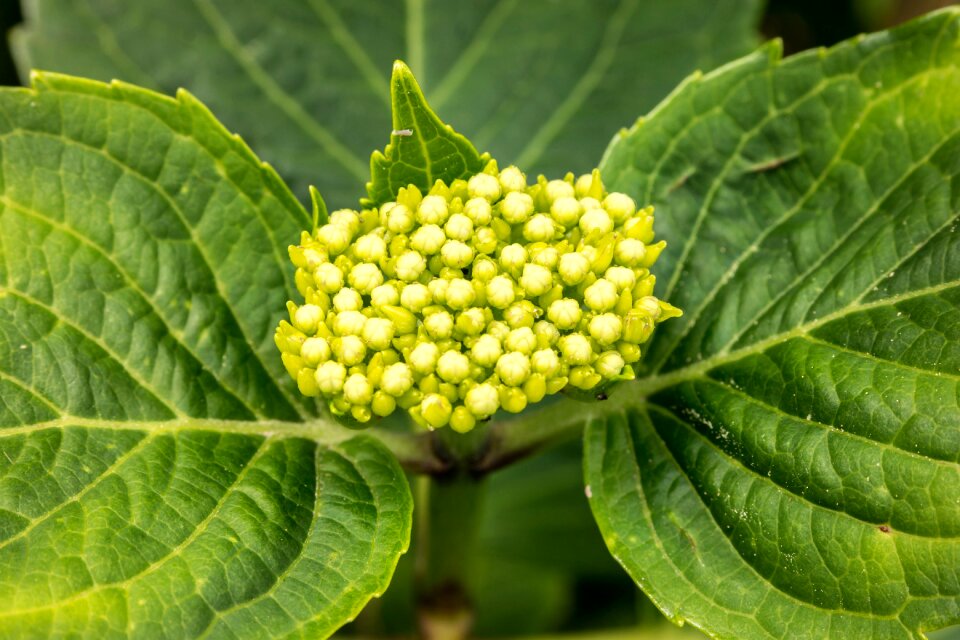 Bloom fresh green