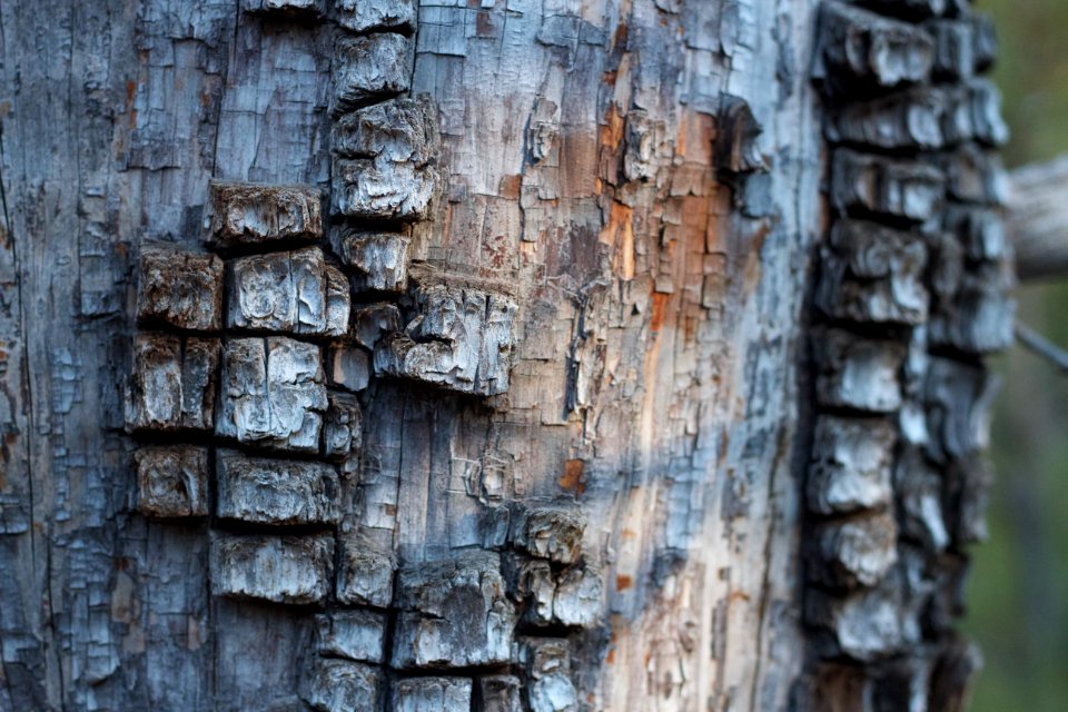 Alligator Skin Juniper Texture