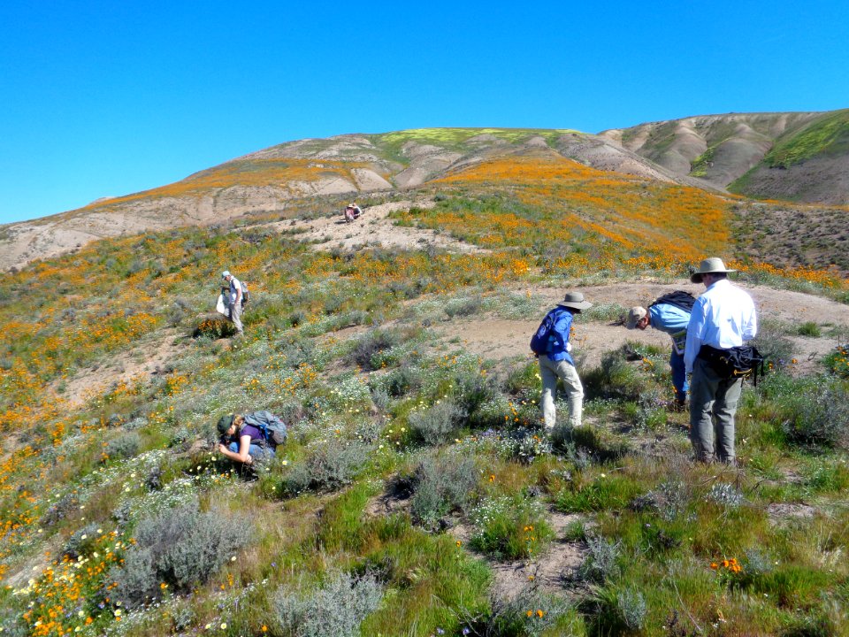 Panoche Hills in the Central Coast Field Office