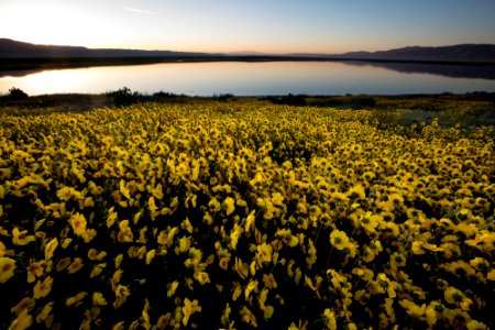 Super Bloom 2017 at Carrizo Plain National Monument