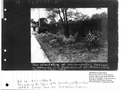 1901 (June) New Plantation of ornamental grasses on USDA grounds in early June 1901 NARA II RG 16-FLS-43-11 Box 8