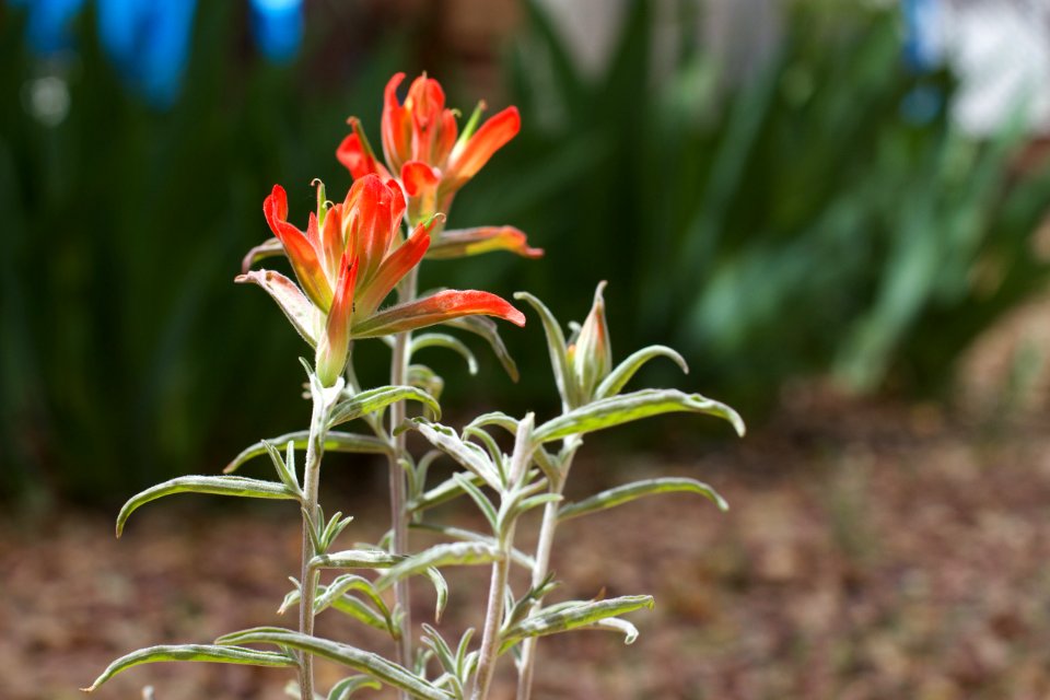 The Paintbrush Crowd