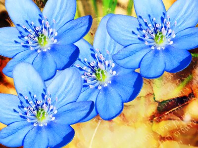 Blue sweet close up