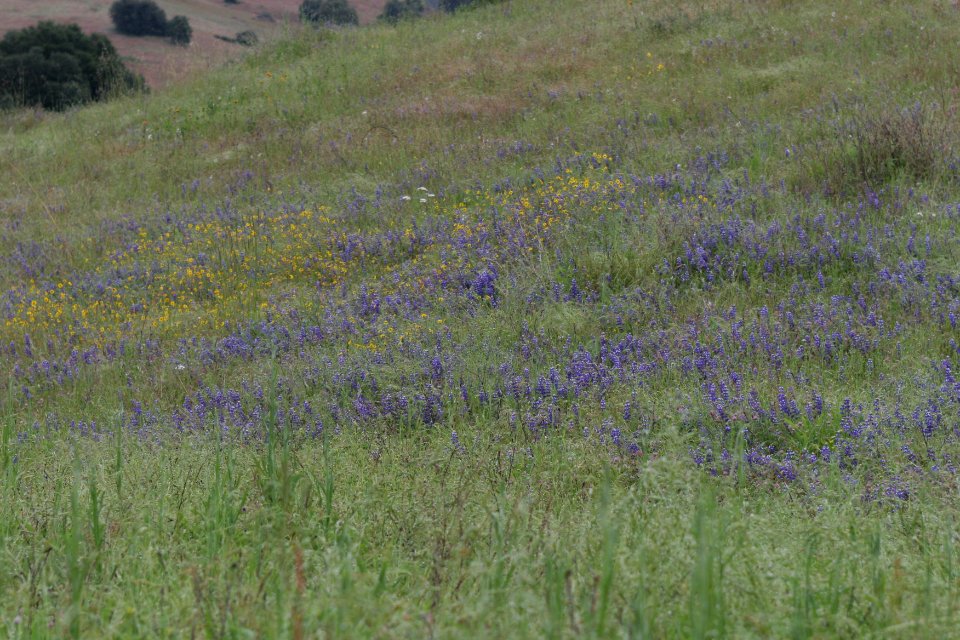 Cronan Ranch