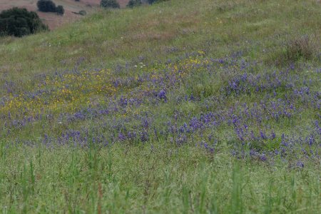 Cronan Ranch