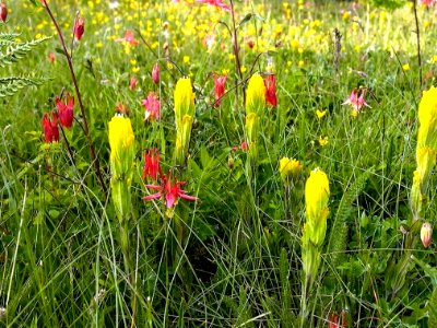 Golden paintbrush photo