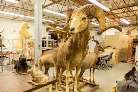 Wildlife Forensics Lab