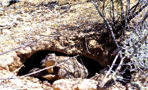 Tortoise in Ivanpah Valley